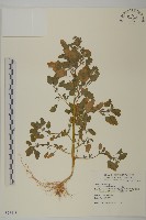 藏品(小葉藜)的圖片