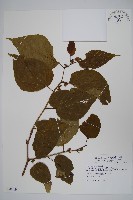 藏品(八角楓)的圖片