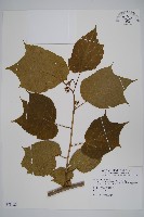 藏品(八角楓)的圖片