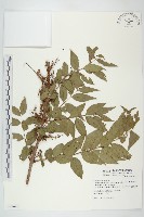 藏品(臺灣馬桑)的圖片