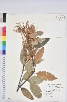 藏品(刺栲、鉤栗、火燒柯)的圖片