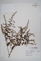 藏品(盾果草)的圖片