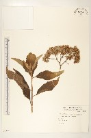 藏品(美洲闊苞菊)的圖片