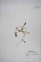 藏品(毛蓮子草)的圖片