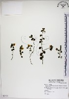 藏品(恆春金午時花)的圖片