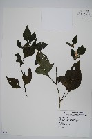 藏品(六角英, 槍刀菜)的圖片