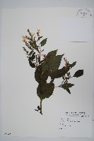 藏品(六角英, 槍刀菜)的圖片