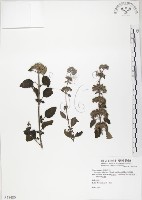 藏品(灰葉蕕)的圖片