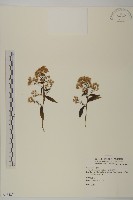 藏品(臺灣馬蘭)的圖片