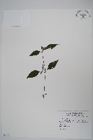 藏品(九頭獅子草)的圖片