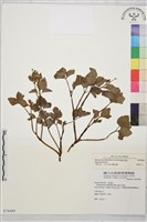 藏品(鉤柱毛茛)的圖片