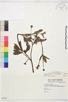 藏品(水辣菜、禺毛茛)的圖片