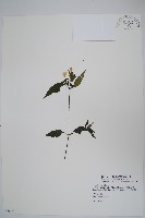 藏品(九頭獅子草)的圖片