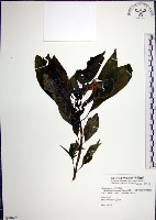 藏品(角桐草、台灣半蒴苣苔)的圖片