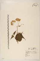 藏品(田代氏澤蘭)的圖片