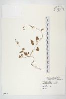 藏品(白花牽牛)的圖片