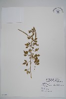 藏品(平伏莖白花菜、成功白花菜)的圖片