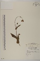 藏品(纓絨花)的圖片