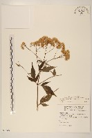 藏品(島田氏澤蘭)的圖片