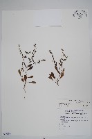 藏品(細纍子草)的圖片