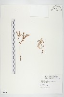 藏品(台灣佛甲草、石板菜)的圖片