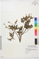 藏品(水辣菜、禺毛茛)的圖片