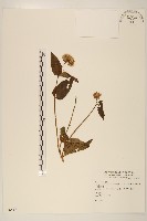 藏品(基隆澤蘭)的圖片