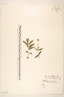 藏品(蟛蜞菊)的圖片