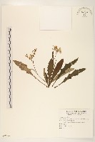 藏品(刀傷草)的圖片