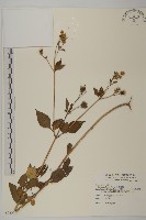 藏品(假寶鐸花)的圖片