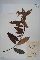 藏品(紫花絡石)的圖片