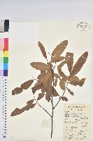 藏品(華古柯)的圖片