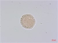 藏品(白木香、土沉香)的圖片