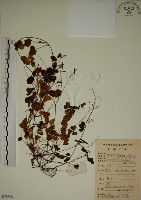 藏品(酢漿草)的圖片