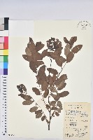 藏品(葉底珠、市蔥密花葉底珠)的圖片