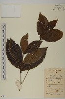 藏品(草珊瑚、紅果金粟蘭)的圖片