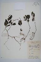 藏品(針刺草)的圖片