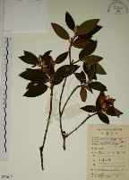 藏品(野牡丹)的圖片