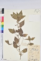 藏品(鐵莧菜)的圖片