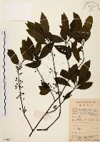 藏品(山胡椒)的圖片