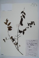 藏品(密毛假黃楊)的圖片