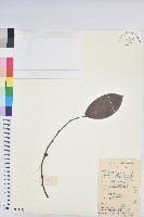 藏品(赤血仔、厚葉算盤子)的圖片