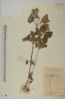 藏品(霍香薊)的圖片