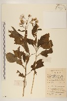 藏品(野茼蒿)的圖片