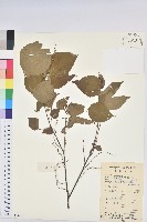 藏品(紅背山麻桿)的圖片