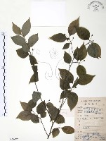 藏品(燈稱花、烏雞骨)的圖片