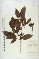 藏品(猴歡喜)的圖片