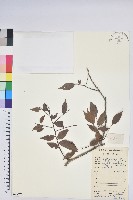 藏品(短尾越橘)的圖片