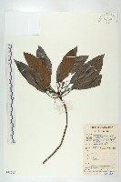 藏品(俄氏虎皮楠、蘭嶼虎皮楠、虎皮楠)的圖片