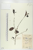 藏品(山紅柿)的圖片